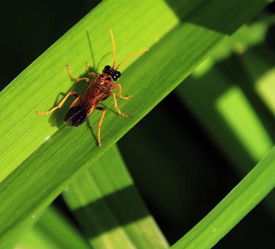 der wohnt jetzt bei mir im Garten...