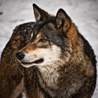 Der Wolf