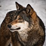Der Wolf