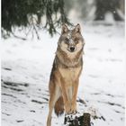 der Wolf