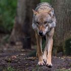 Der Wolf