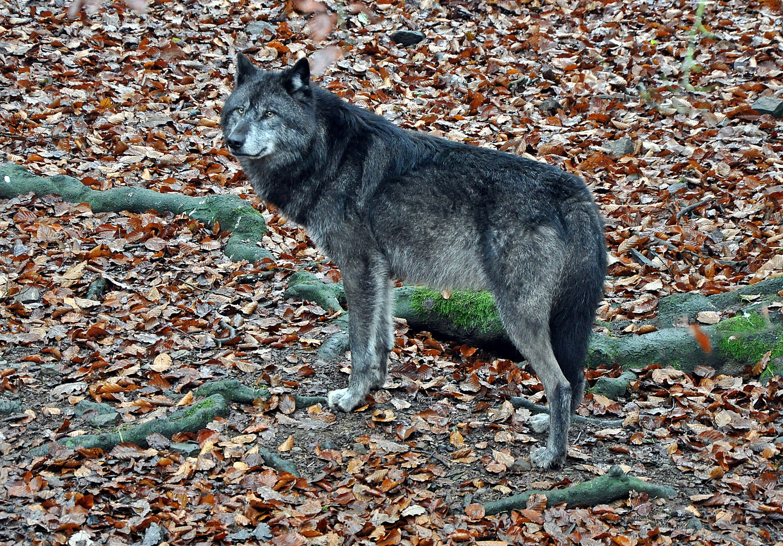 Der Wolf