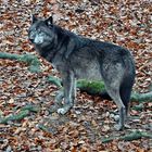 Der Wolf