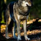 Der Wolf