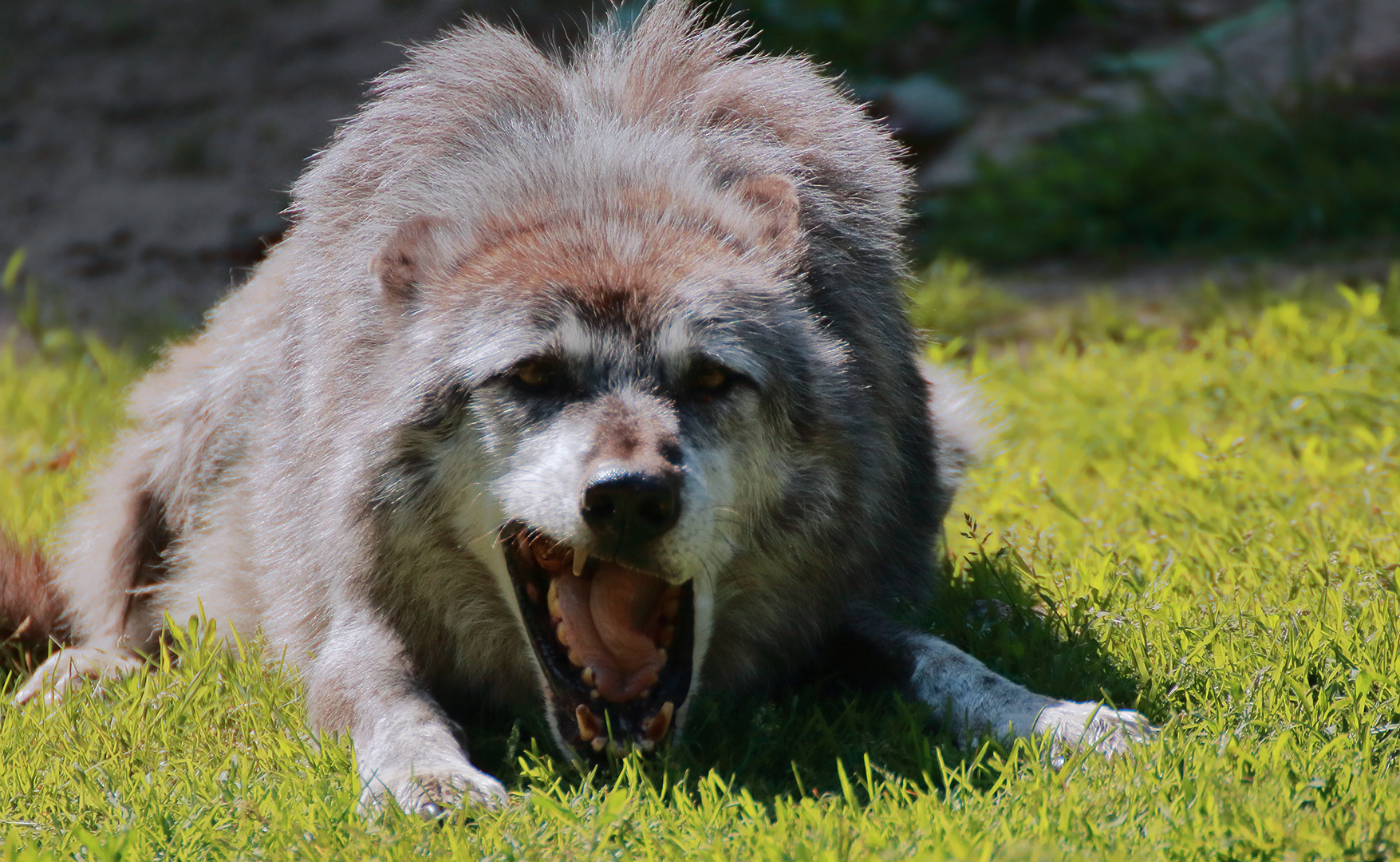 Der Wolf als er am Morgen in meine Kamera blickte