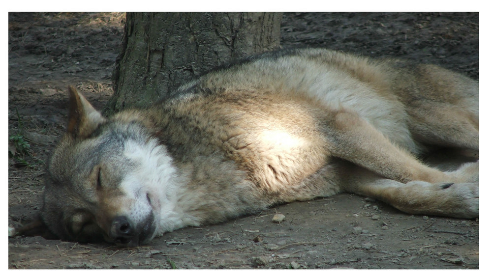 Der Wolf am schlafen