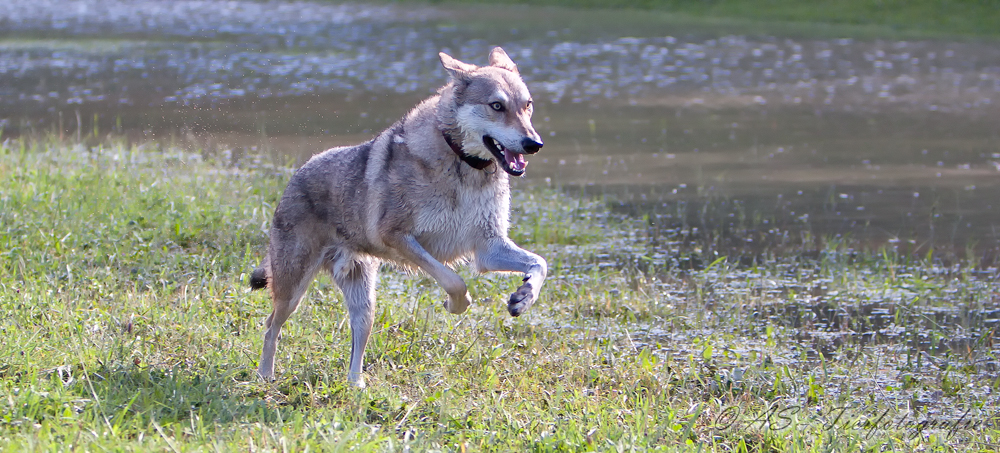 Der Wolf am See :-)))