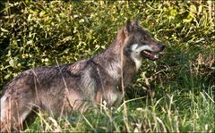 Der Wolf auf der Pirsch!