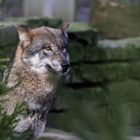 Der Wolf aus dem Kaisergarten