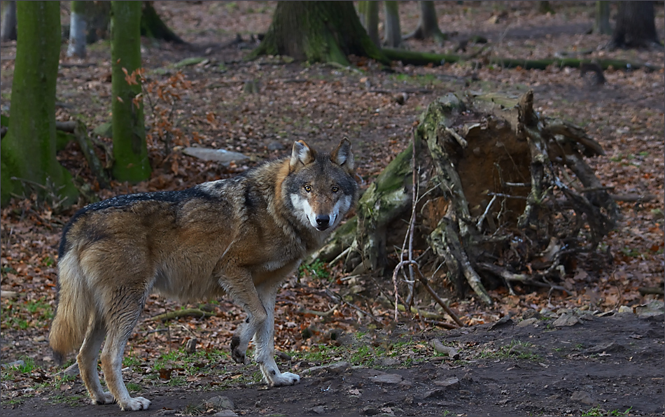 Der Wolf aus dem Märchenwald…,