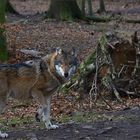 Der Wolf aus dem Märchenwald…,