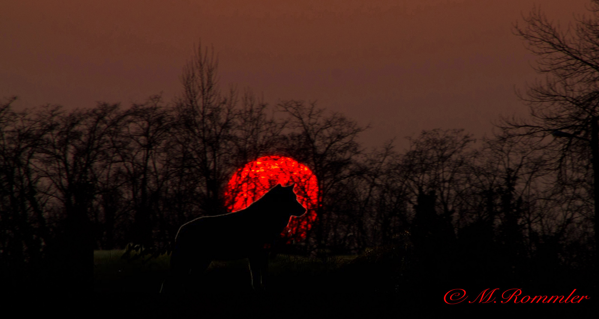 Der Wolf bei Sonnenuntergang