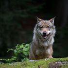 Der Wolf