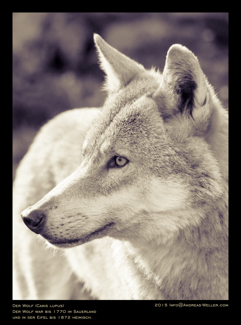 Der Wolf (Canis lupus)