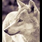 Der Wolf (Canis lupus)