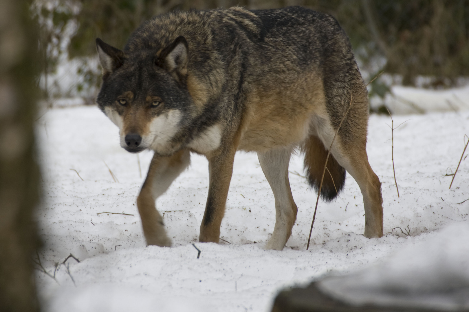 Der Wolf (Canis lupus)