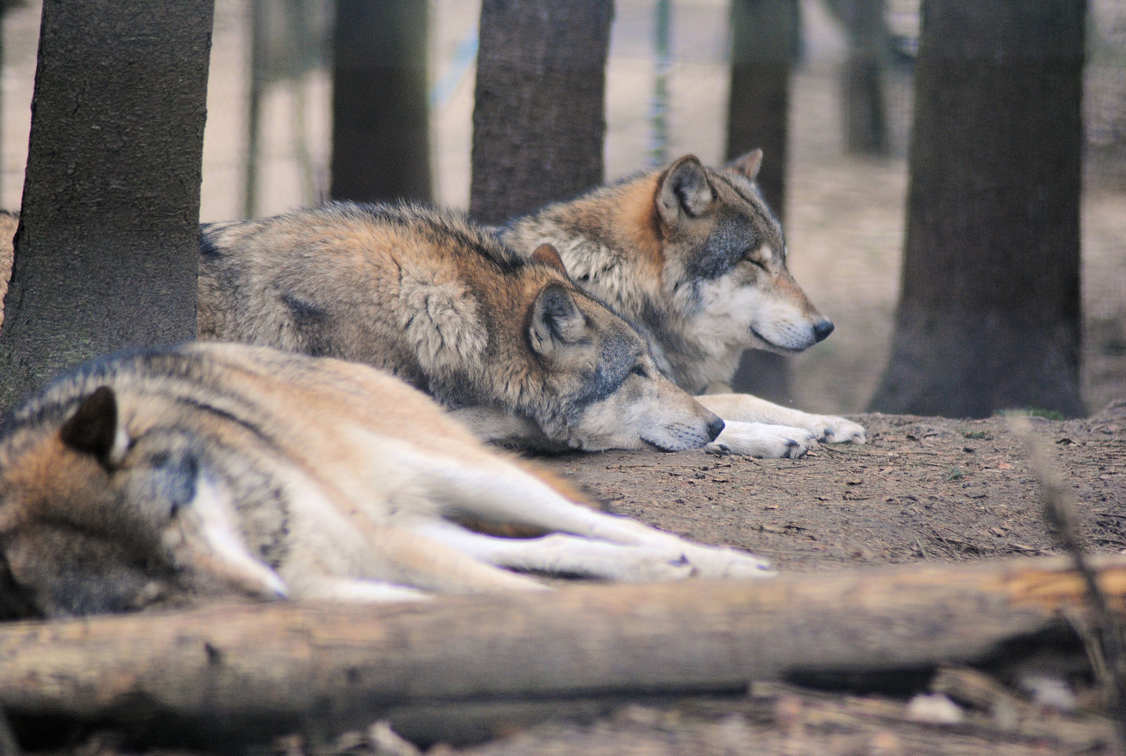 Der Wolf (Canis lupus)