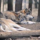 Der Wolf (Canis lupus)