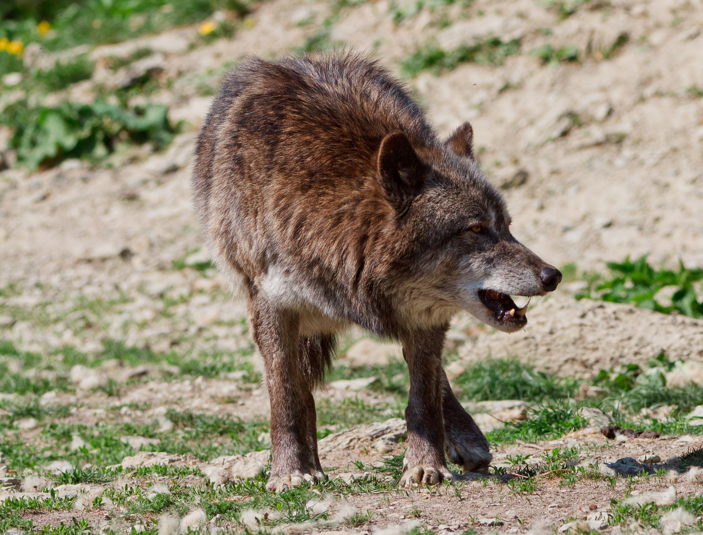 Der Wolf (Canis lupus)