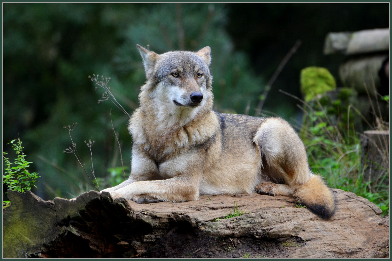 Der Wolf Foto & Bild | tiere, zoo, wildpark & falknerei, säugetiere ...