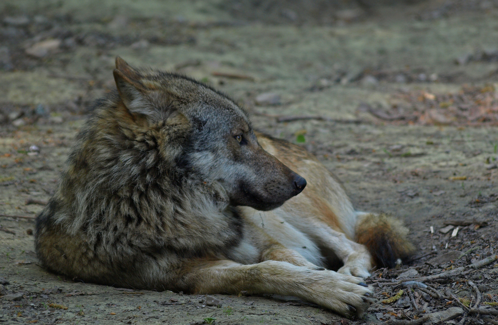 ... der Wolf, das Lamm