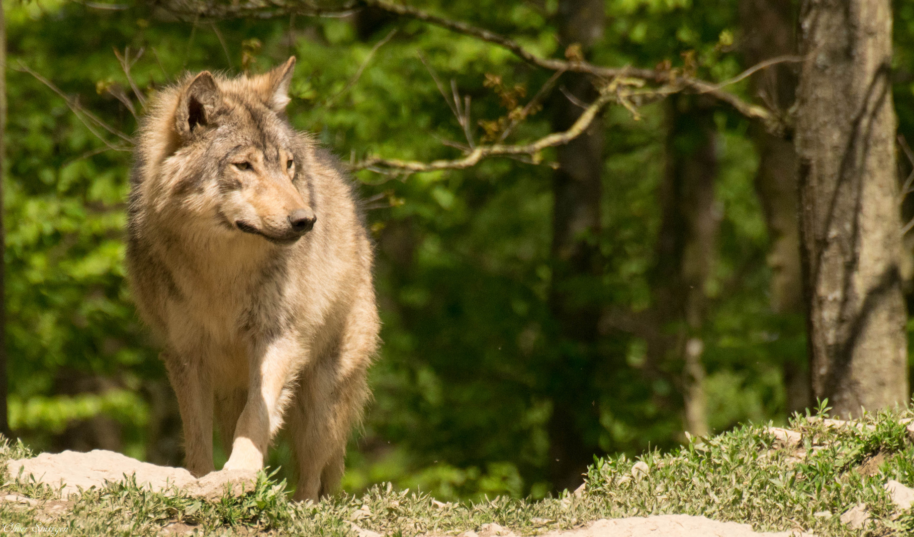 Der Wolf der aus dem Wald kam 