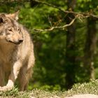 Der Wolf der aus dem Wald kam 