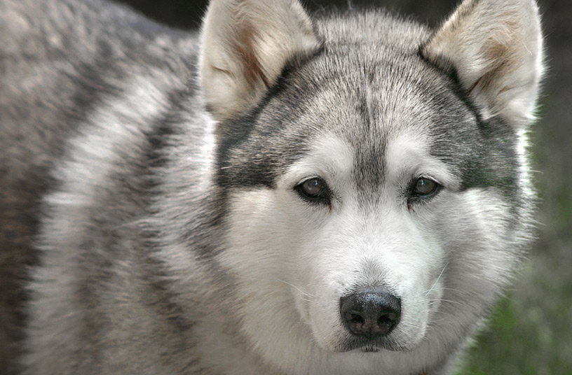 Der Wolf - die Rückkehr