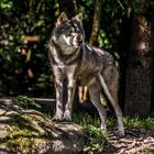 Der Wolf