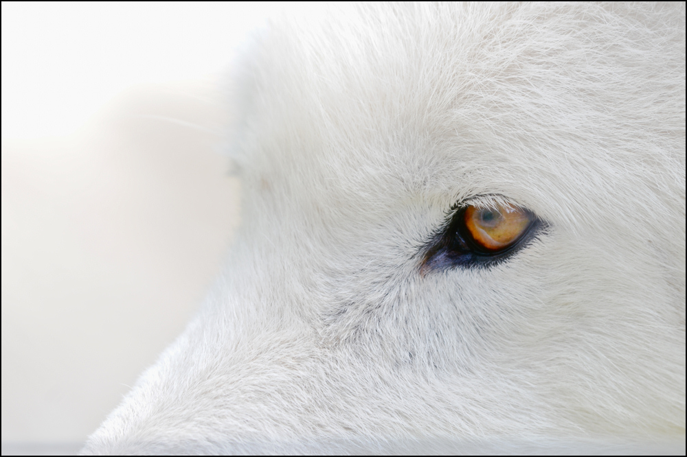 Der Wolf..... er sieht uns auch