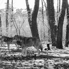 Der Wolf hat immer seine eigenen Lieder