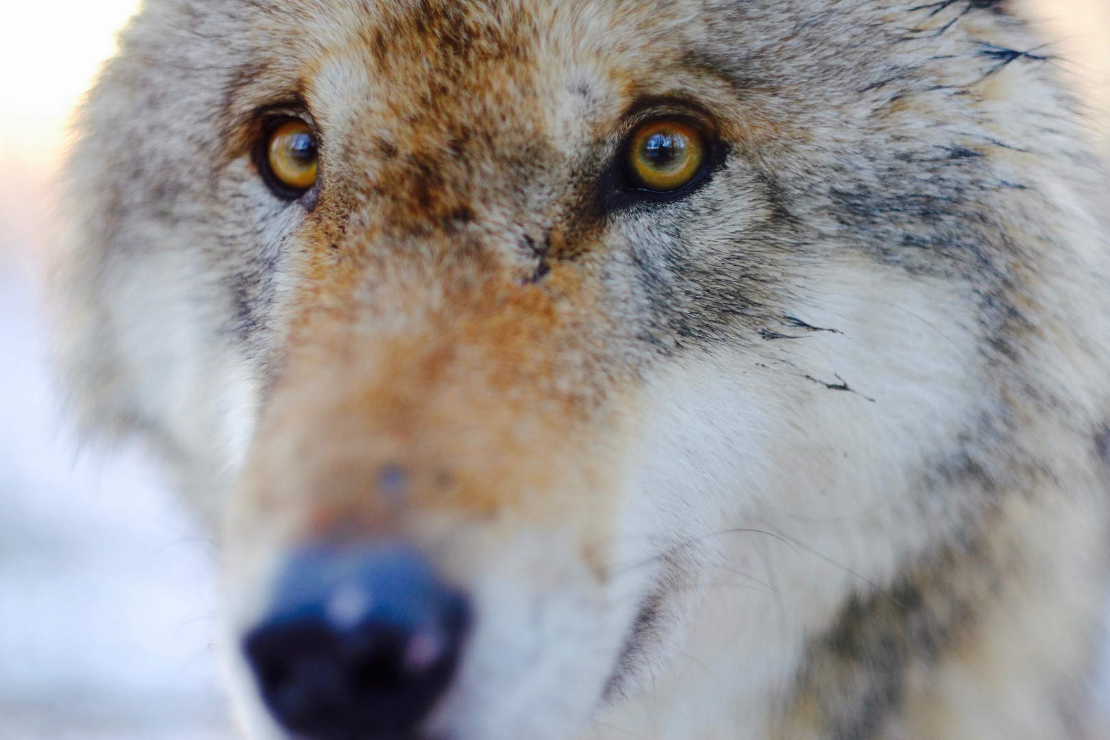 Der Wolf hat immer seine eigenen Lieder