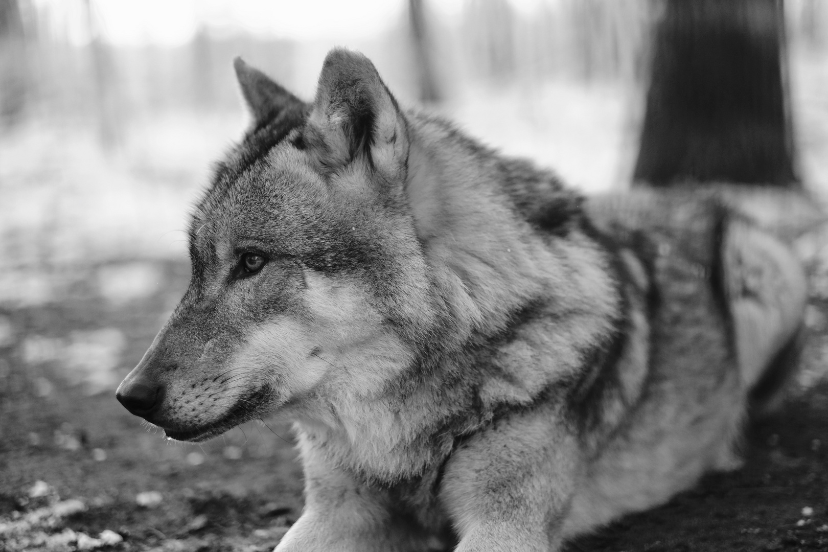 Der Wolf hört immer des Wolfes Heulen