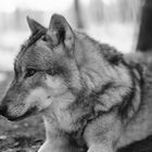 Der Wolf hört immer des Wolfes Heulen