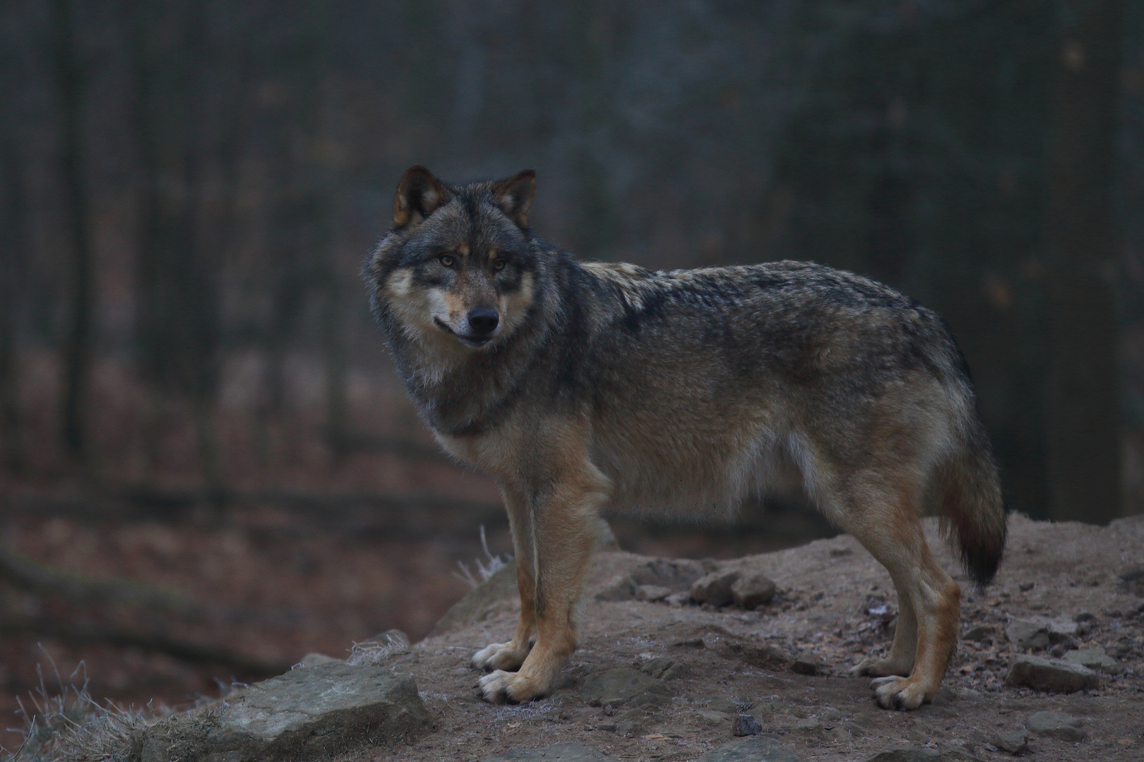 Der Wolf im dunklen Wald