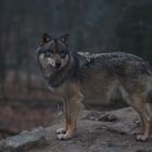 Der Wolf im dunklen Wald