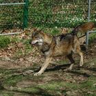 der Wolf im