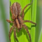  Der Wolf im Gewand einer Spinne! - Lycose renard (Alopecosa cuneata). 