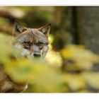 Der Wolf im Herbstwald