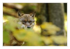 Der Wolf im Herbstwald