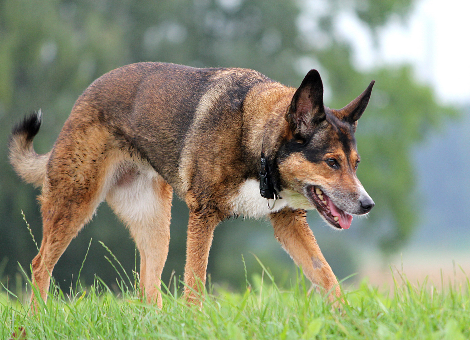 Der Wolf im Hund