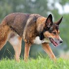 Der Wolf im Hund