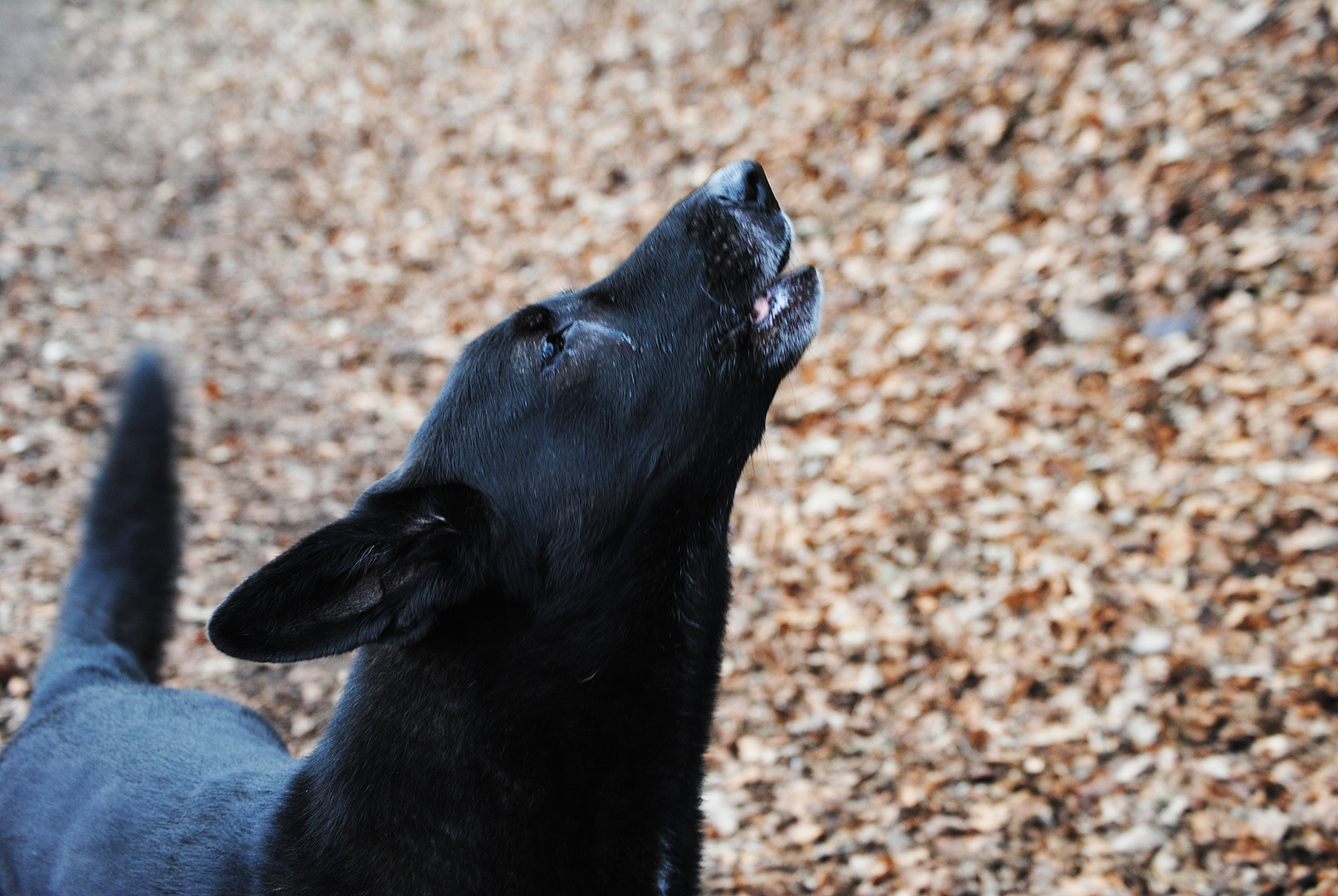 Der Wolf im Hundepelz...