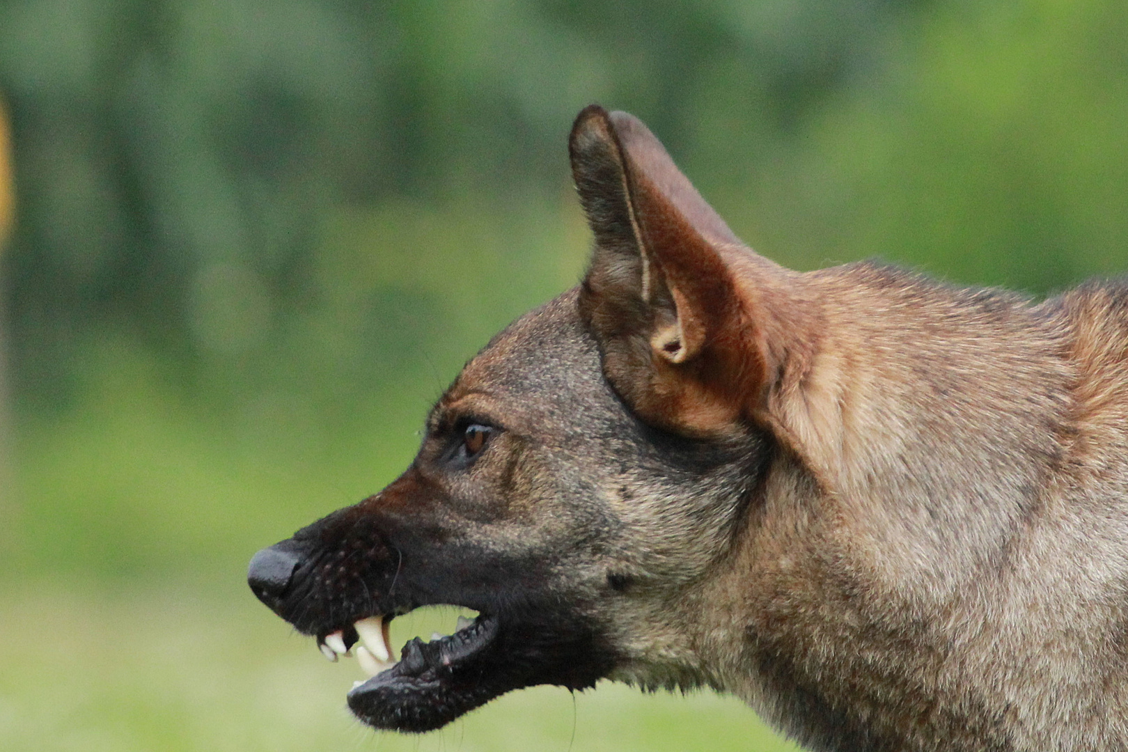 Der Wolf im Hundepelz