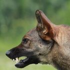 Der Wolf im Hundepelz