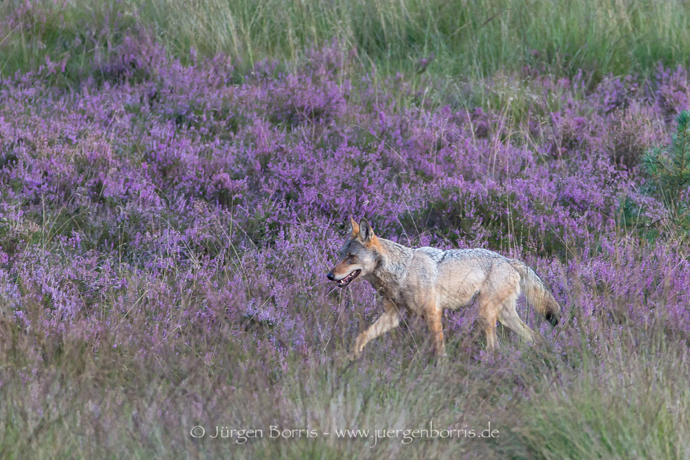 Der Wolf im "Lila-Rausch"