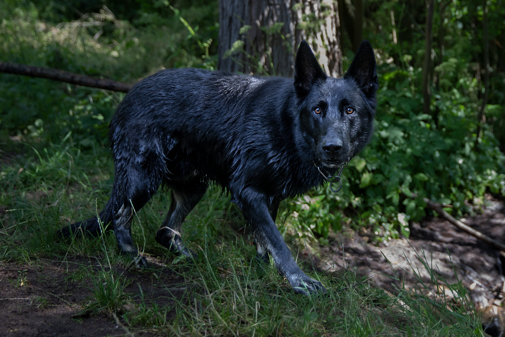 Der Wolf im Schäferhund