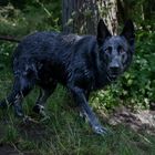 Der Wolf im Schäferhund