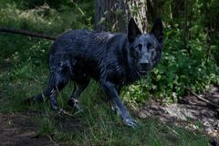 Der Wolf im Schäferhund