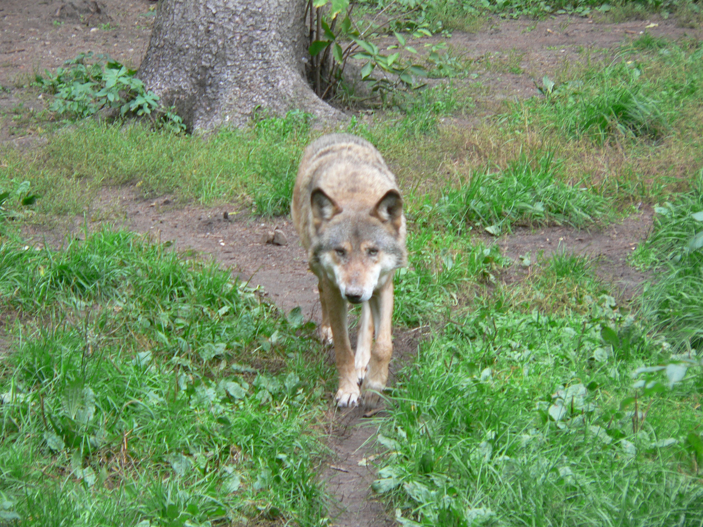 Der Wolf im Tierpark